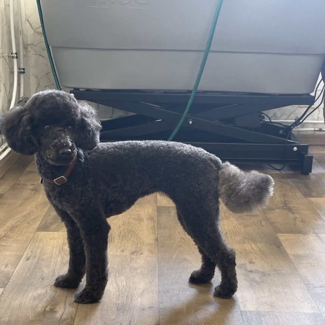 Professionelle hygienische Pflege für Hunde (Basis-Paket)