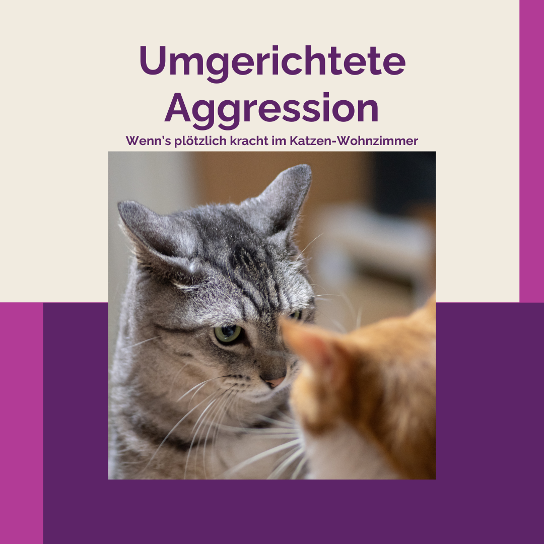 Umgerichtete Aggression - verstehen & lösen