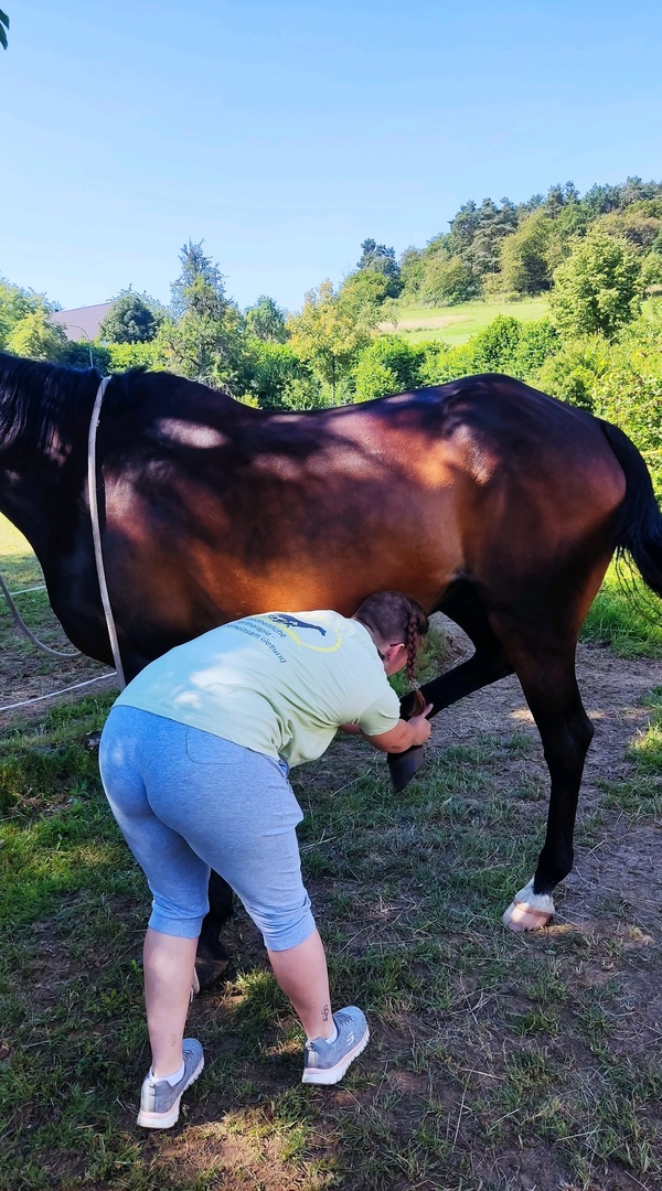 Pferde Physio erst Behandlung