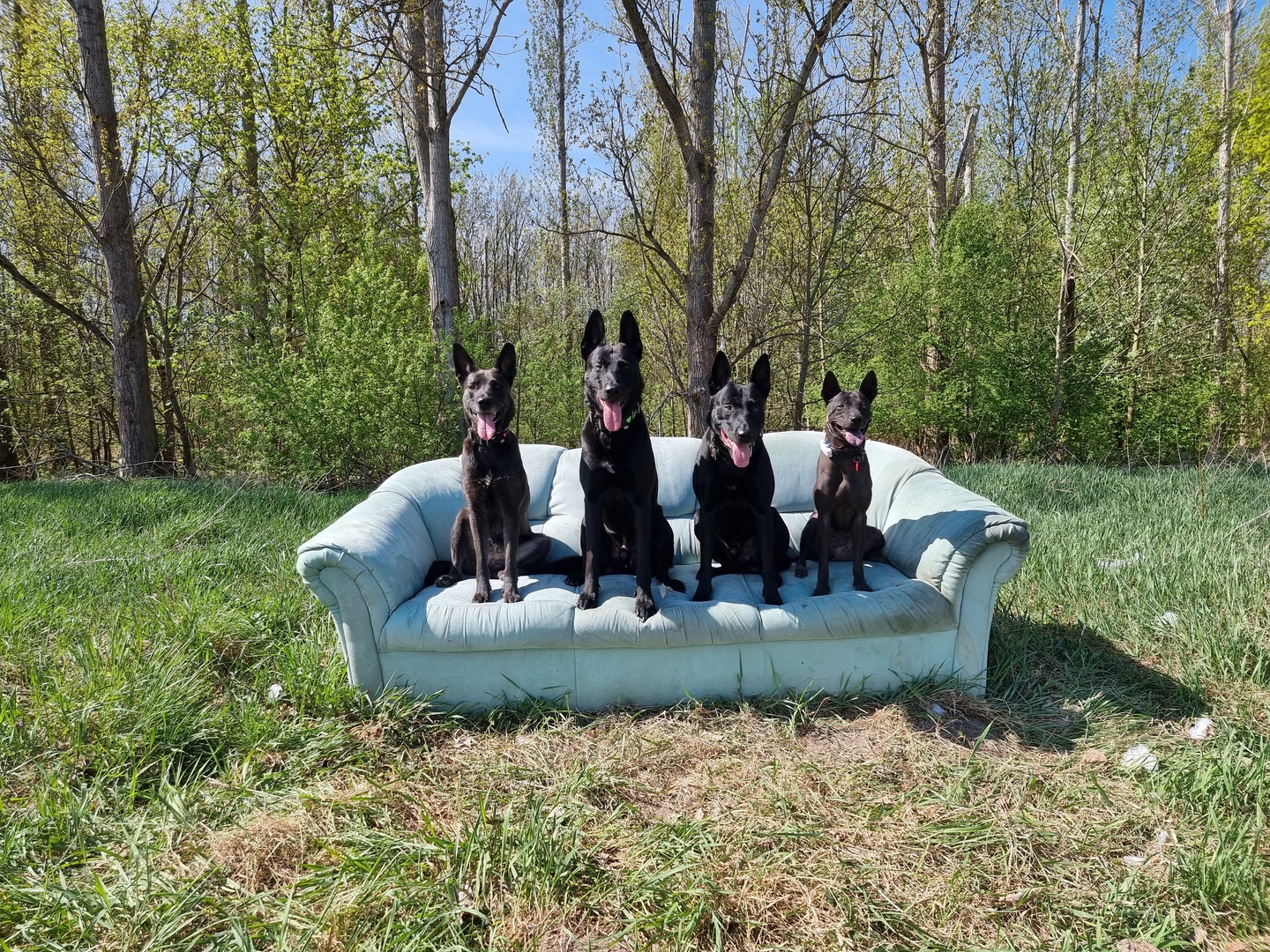 Strukturiertes Einzeltraining – Fokus Hundeplatz