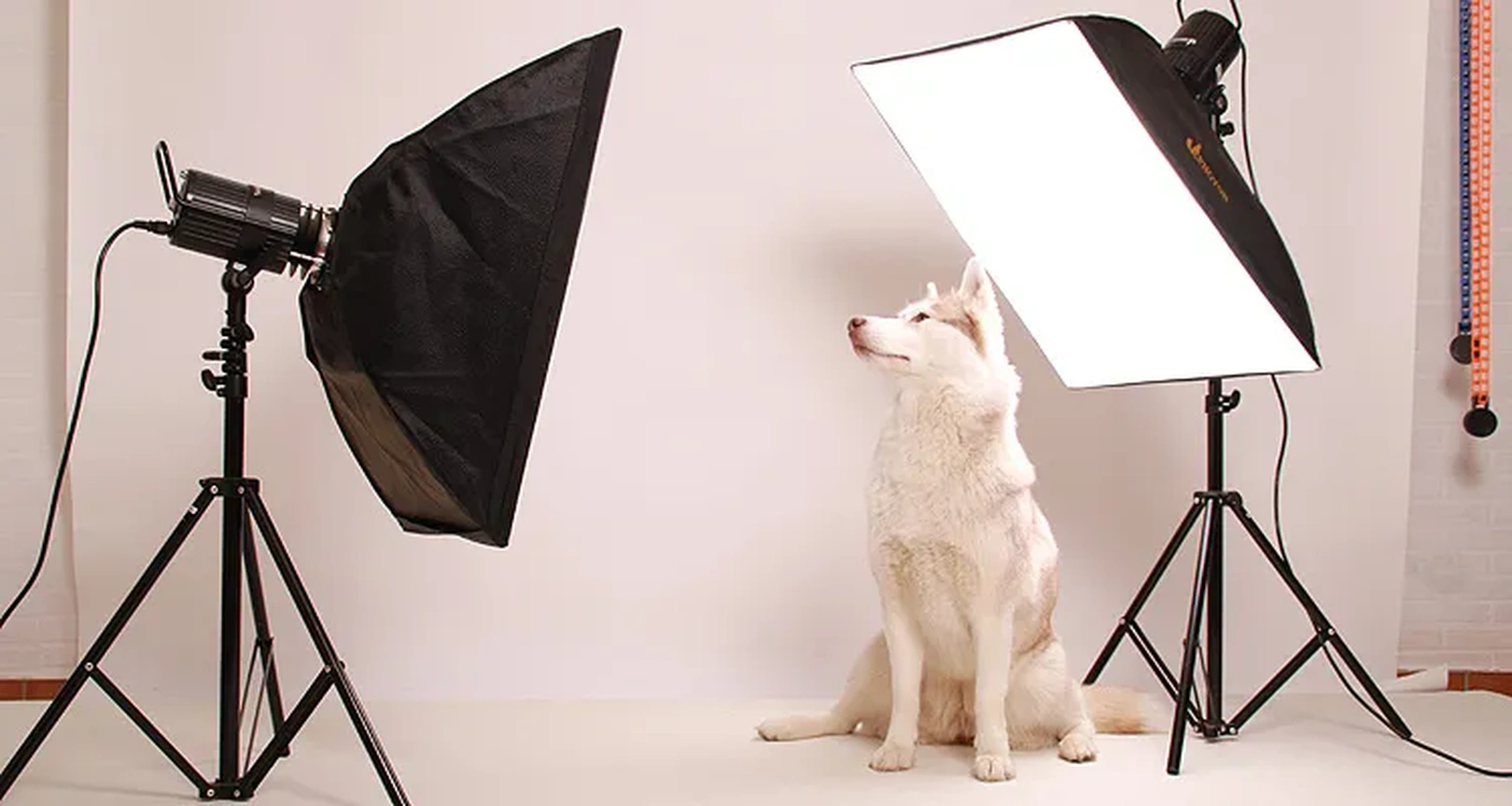 "Wuff-Model" Fotoshooting im eRPaki® Hundestudio