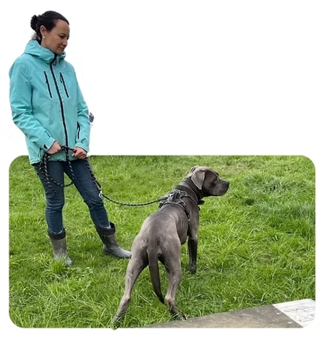 Hundeverhaltensberatung in Göppingen, Esslingen & Kirchheim – Hilfe bei Angst, Aggression & Problemverhalten