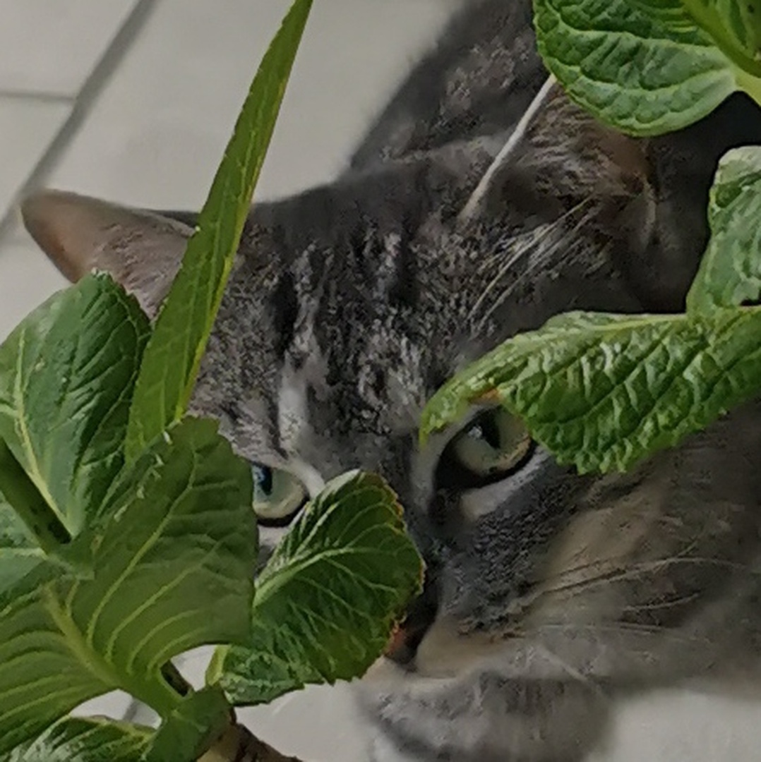 1 kleiner Katzensitting-Gutschein