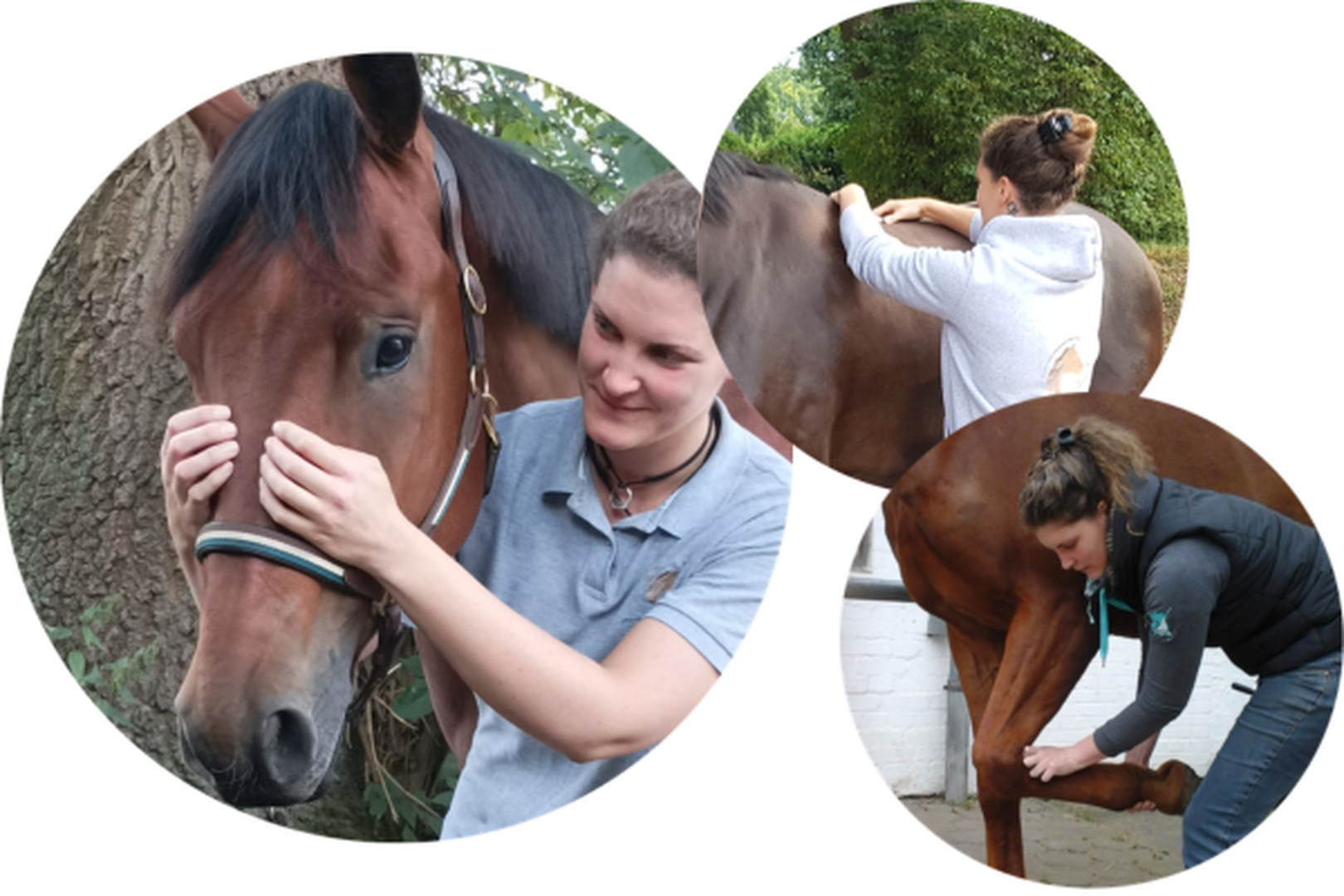 Osteopathische Folgebehandlung (Großtiere)