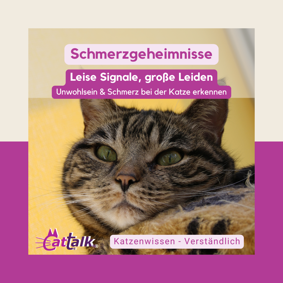 Schmerzgeheimnisse - Was Katzen dir wirklich zeigen