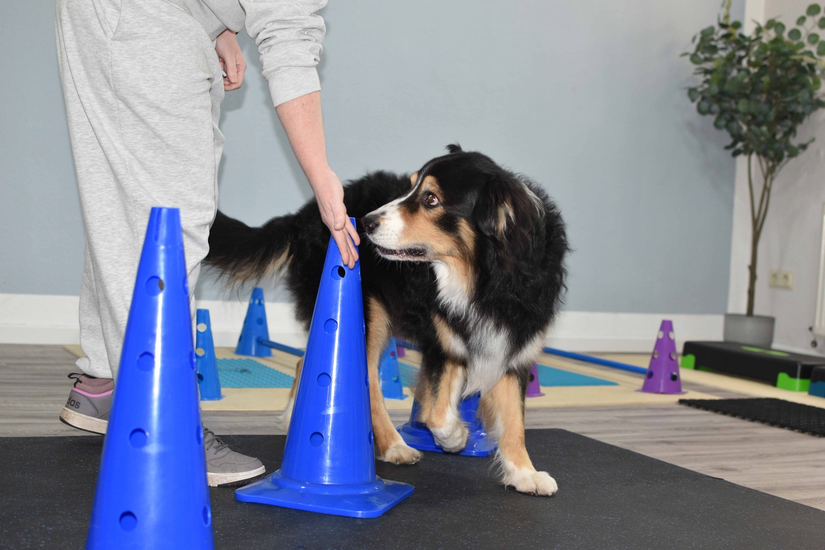 Hundephysiotherapie