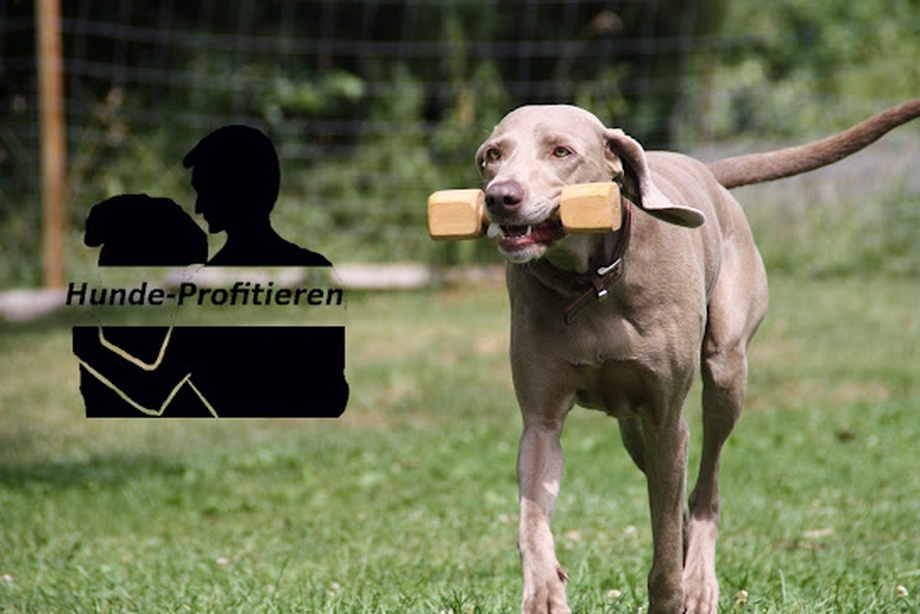 Hunde-Profitieren