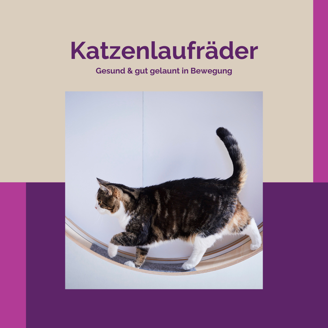 Ab die Post! Alles Wichtige rund um Katzenlaufräder