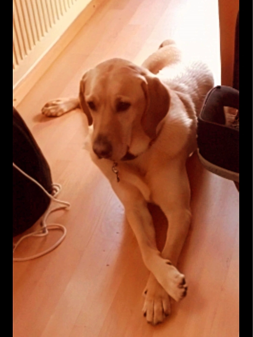 Folgebehandlung Hunde