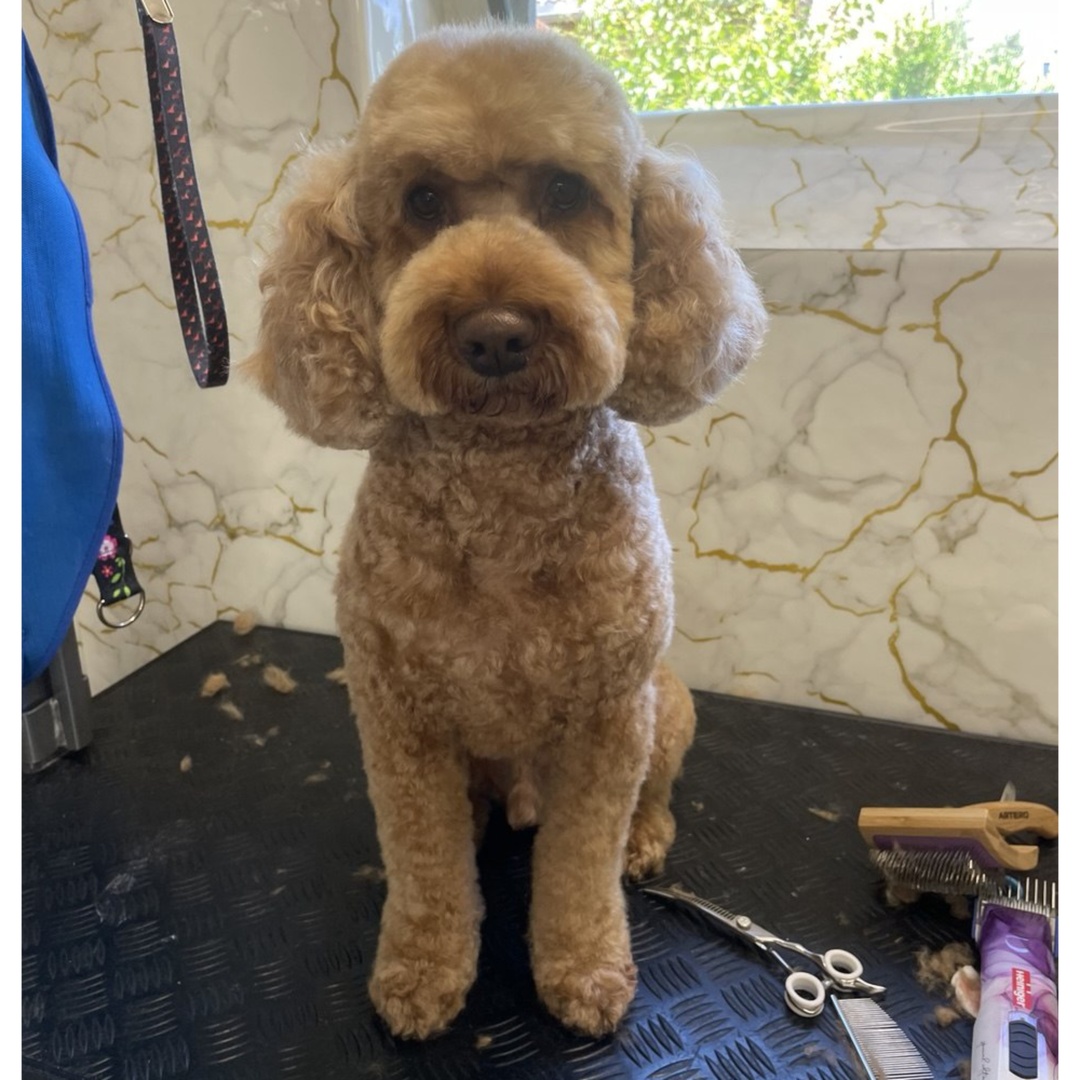 Professionelle Komplettpflege für Hunde (All-inclusive-Paket)