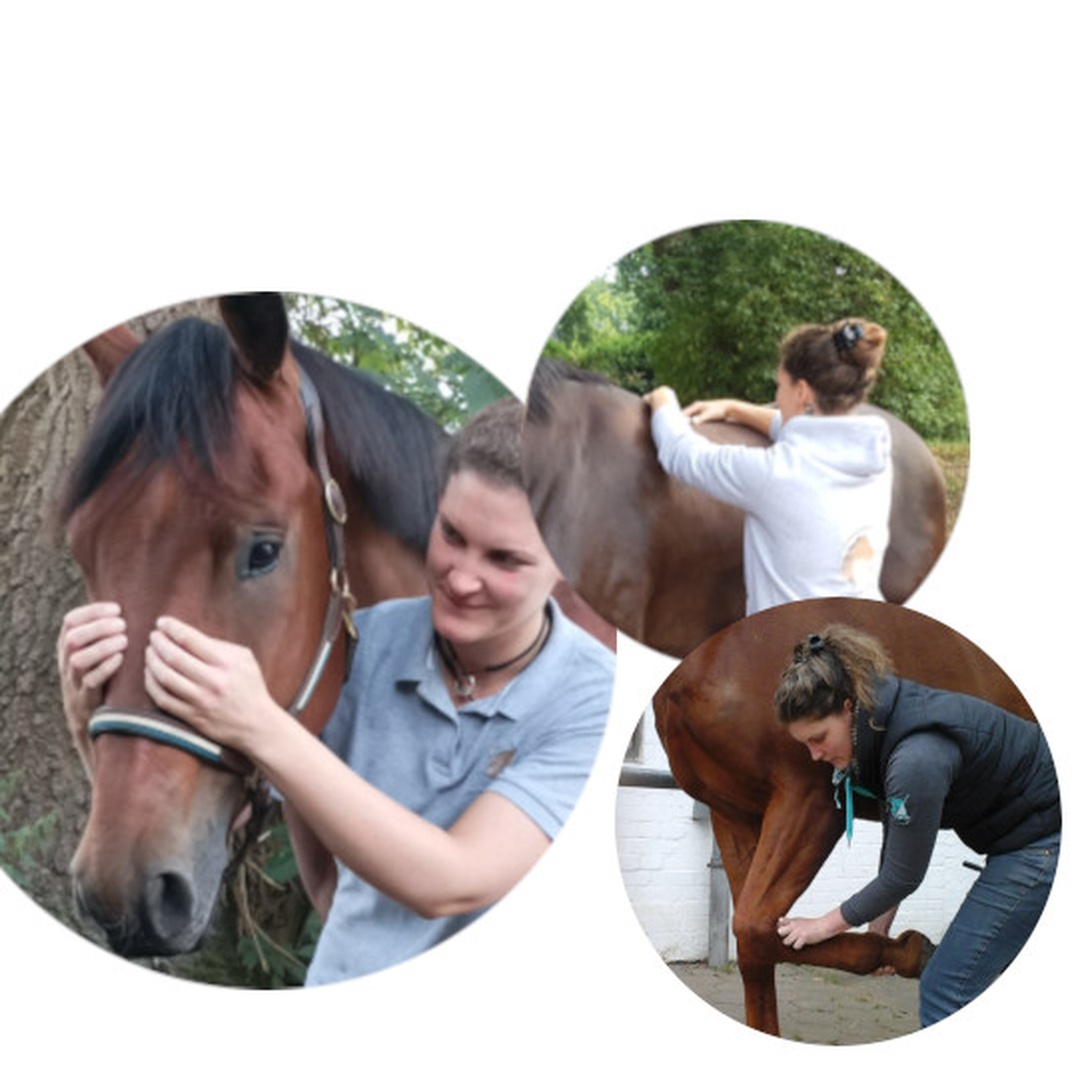 Osteopathische Folgebehandlung (Großtiere)
