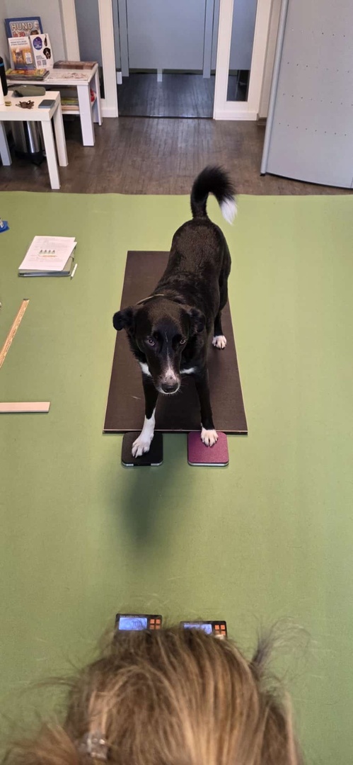 Tierphysiotherapeutischer Check-up im zu Hause des Vierbeiners