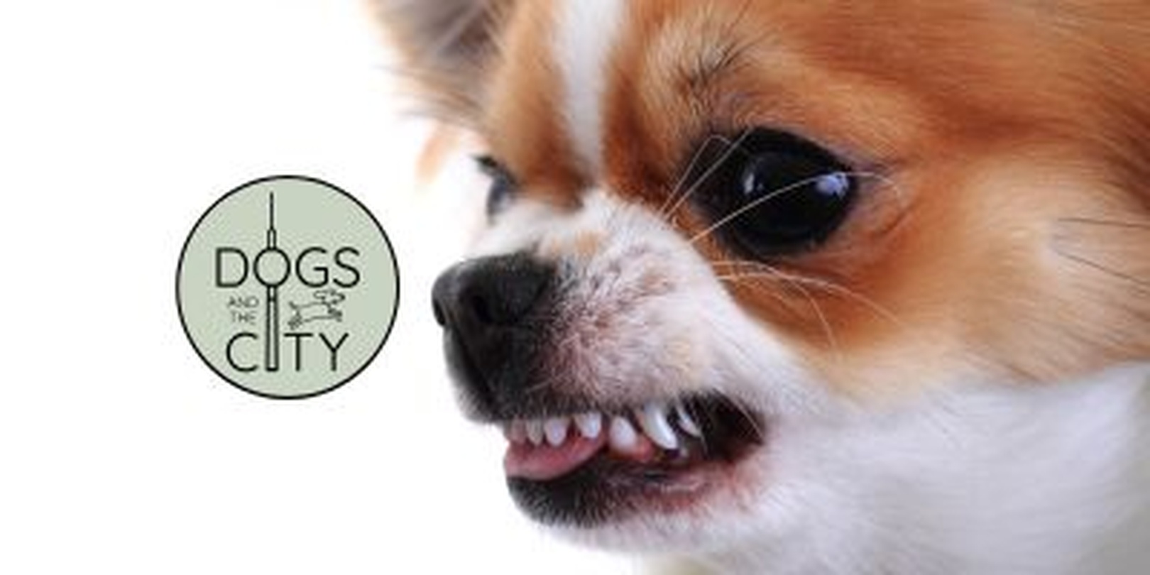 Große Gefühle im kleinen Hund? Klarer Fall für eine Verhaltensberatung