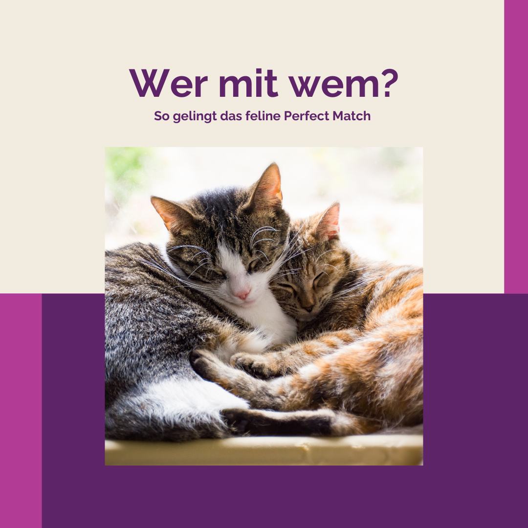 Wer mit wem? So gelingt dein felines Perfect Match!