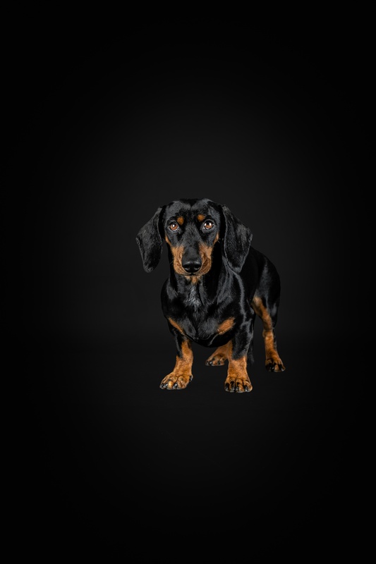 Pfotografie - Hund und mehr