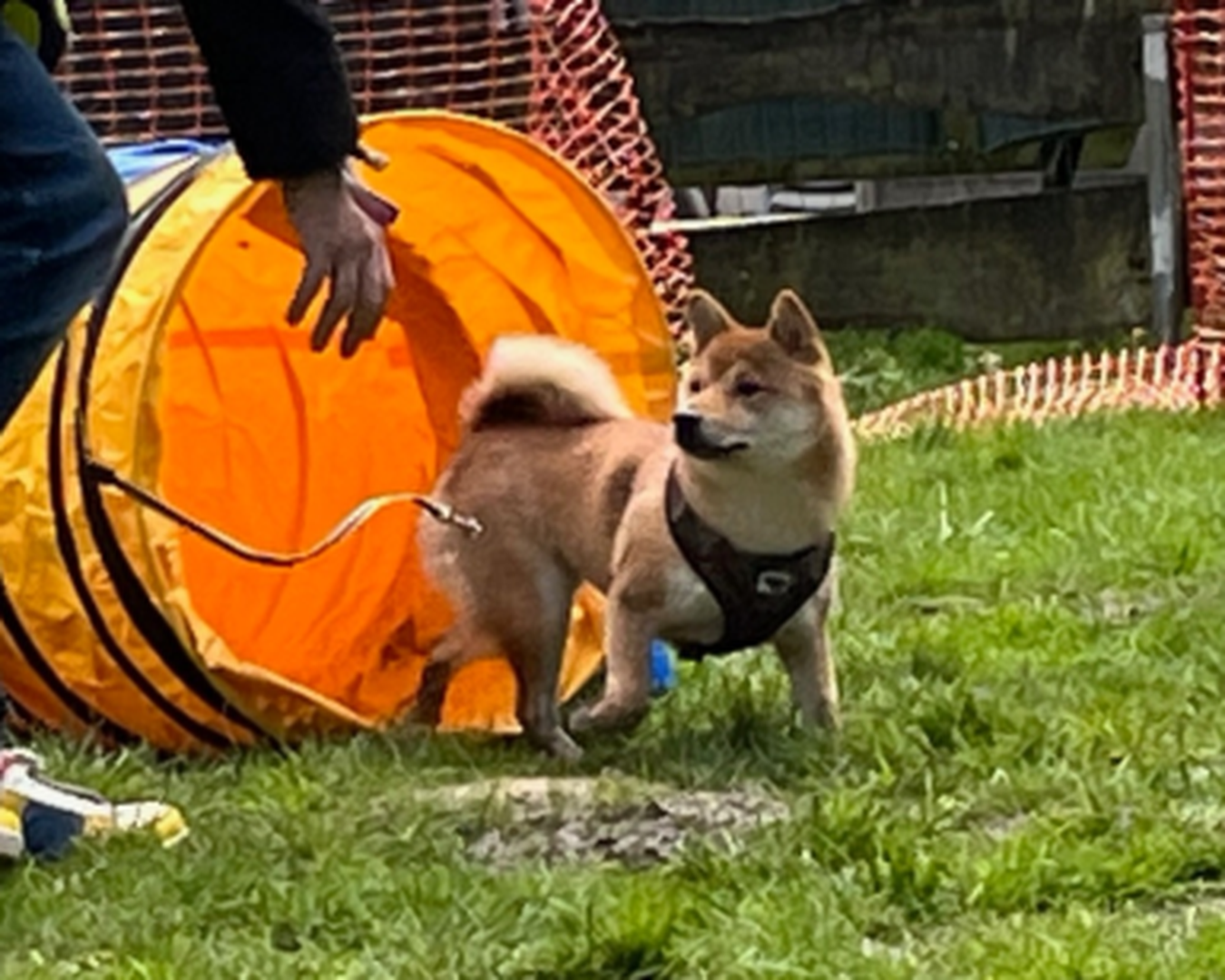 FUN-Kurs – spielerischer Hundesport für jedes Mensch-Hund-Team