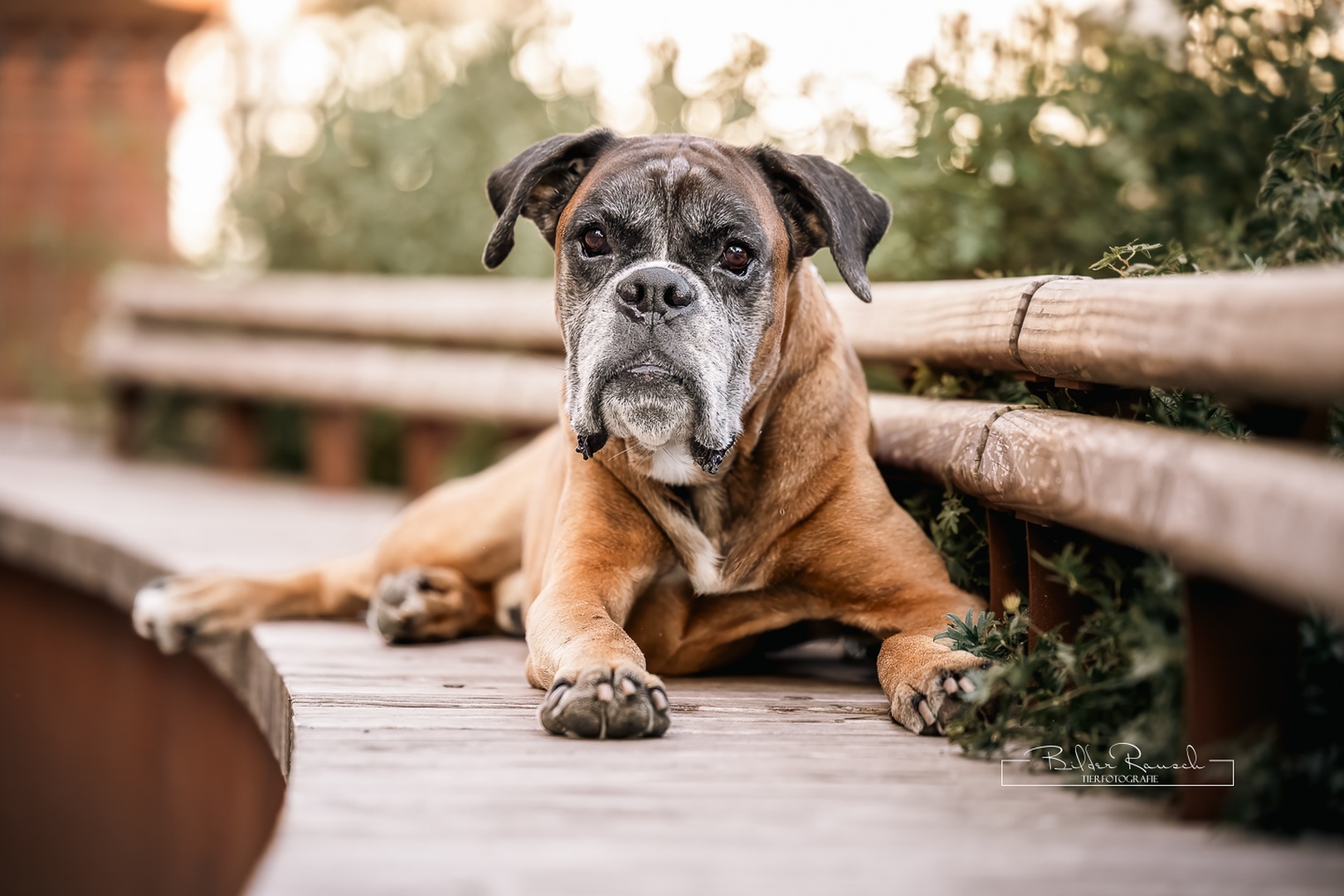 Grauschnauzen-Spezial – Würdevolle Porträts für Senioren & Handicap-Tiere