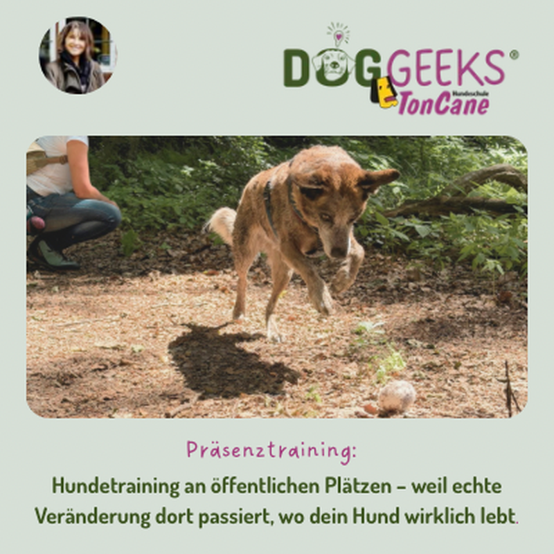 DogGeeks TonCane Hundeschule