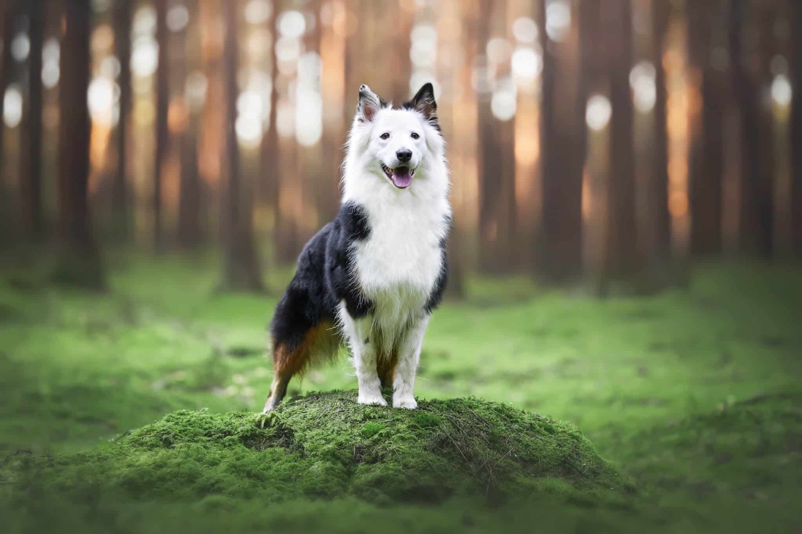 Natur-Shooting mit Hund in Wald und Wiese
