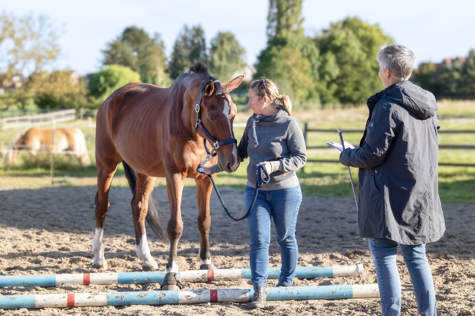 Life Coaching mit Pferd - Equine Life Coaching im Raum Hannover - Bielefeld - Braunschweig