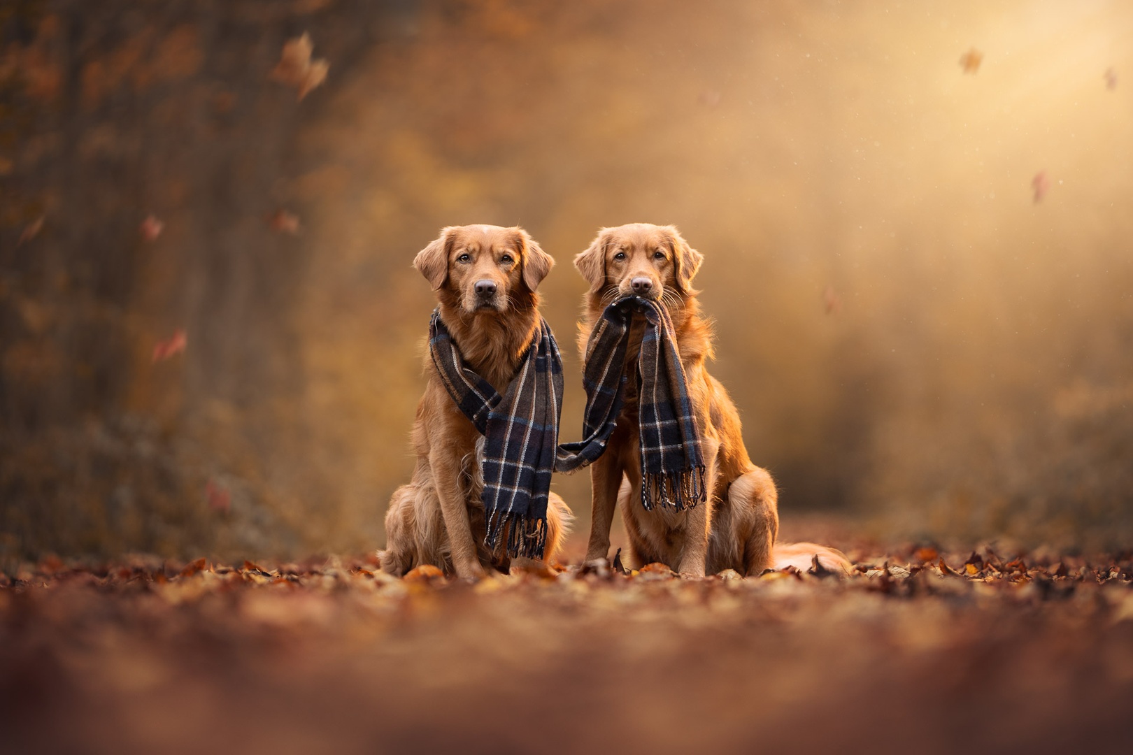 Exklusives Fine-Art Tiershooting im Großraum Stuttgart
