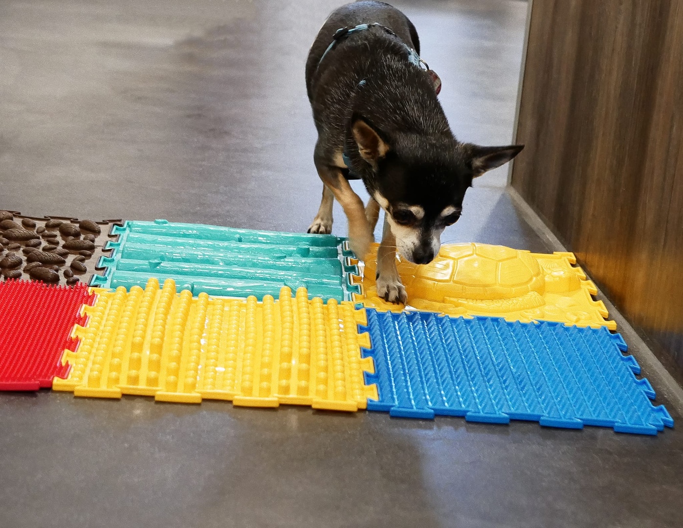 Erstanamnese Hund - Check Up und Behandlung