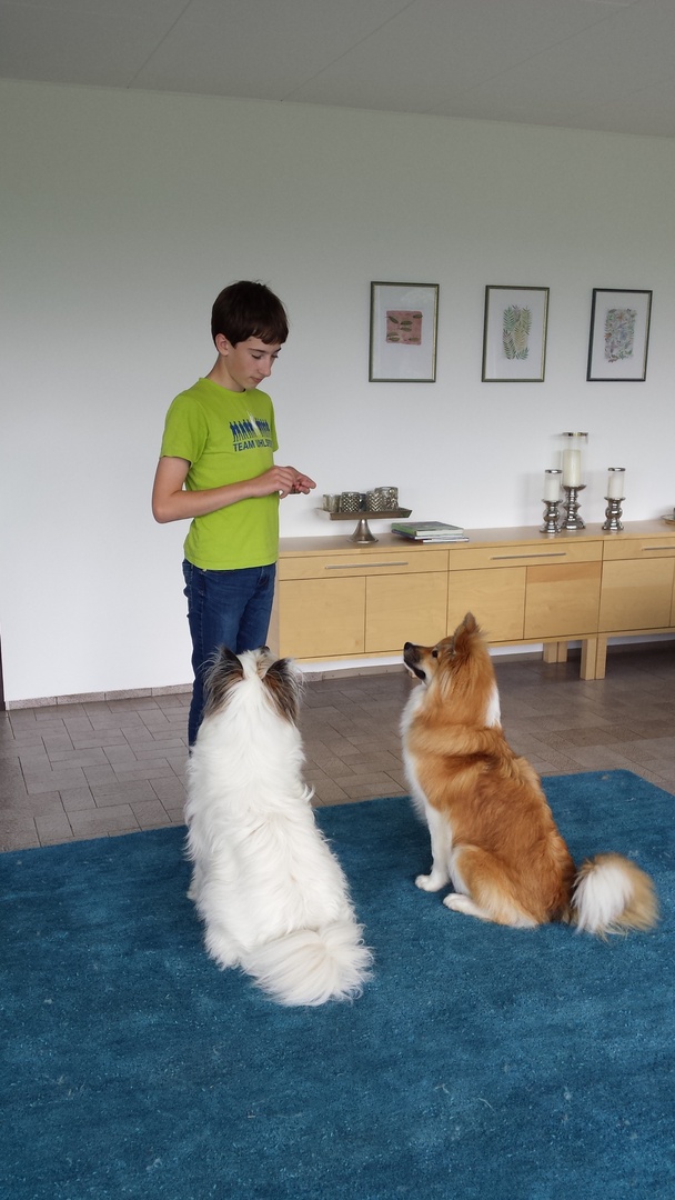 Hundetraining - Einzelstunde