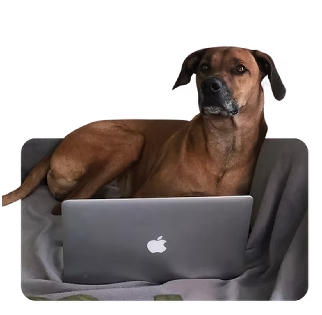 Online-Hundeverhaltensberatung Startpaket – Persönliche Hilfe bei Angst, Aggression & Verhaltensproblemen
