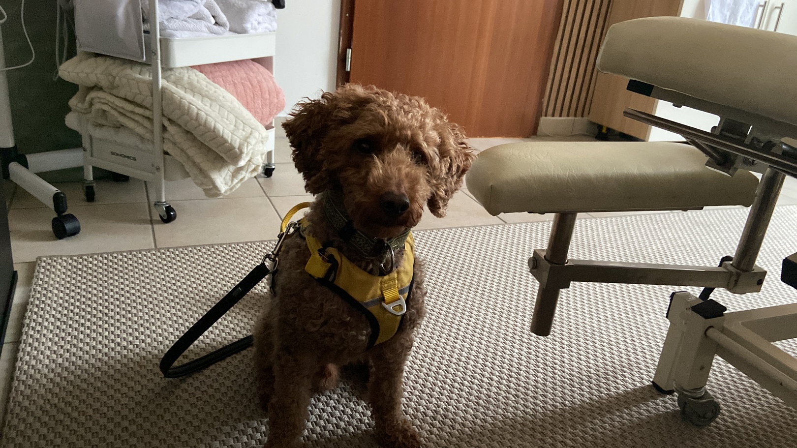 Hundebesuch bei dir zuhause