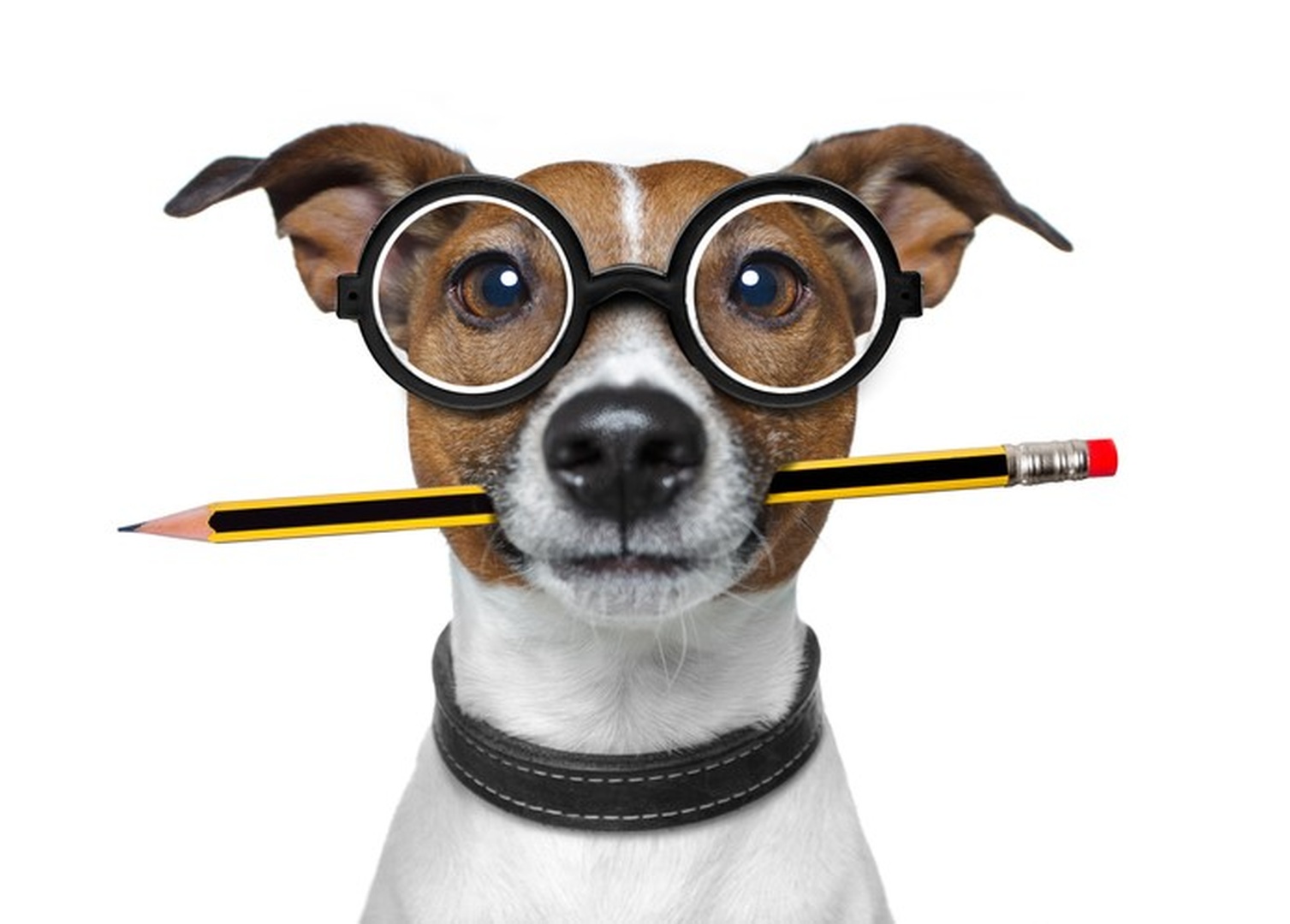 Fütterungs-Check – Gewissheit für Hunde- & Katzenhalter