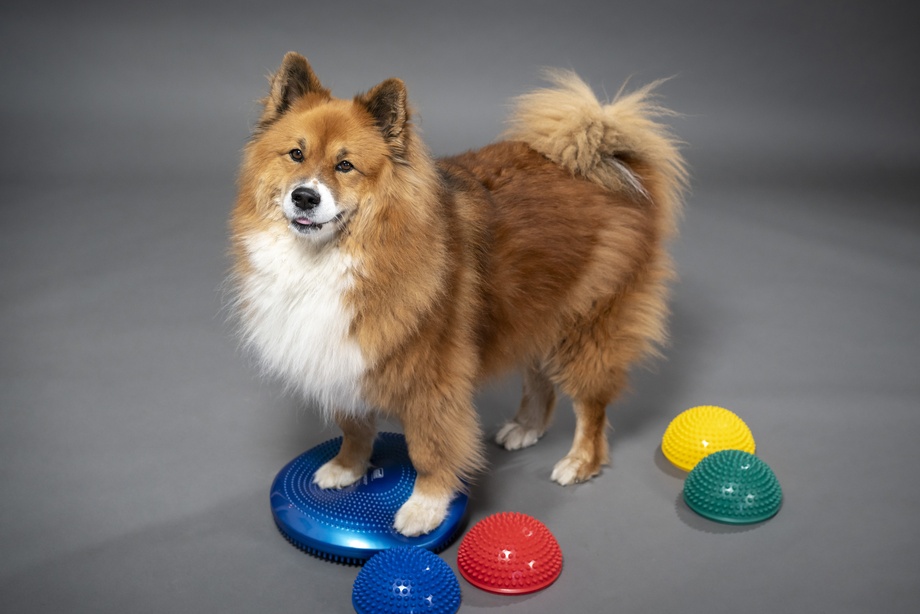 Tierphysiotherapie & Akupunktur Levke Müller